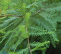 Bald Cypress Tree 4-Inch Container Taxodium Distichum Wetland Tree for Zones 5-10