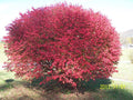 Burning Bush Plants 4-Inch Containers, Euonymus Alatus 'Compacta', Hardy Shrubs for Hedges & Specimen Planting, 2 Pack