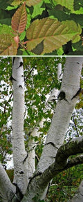Canoe Birch Tree 2-3 Feet Betula papyrifera Native Ornamental Tree with White Bark, Bare-Root, Full Sun