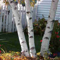 Paper White Birch Tree 3-Pack, 18-24" Betula papyrifera, Fast-Growing Landscape Trees, White Bark, Seasonal Foliage