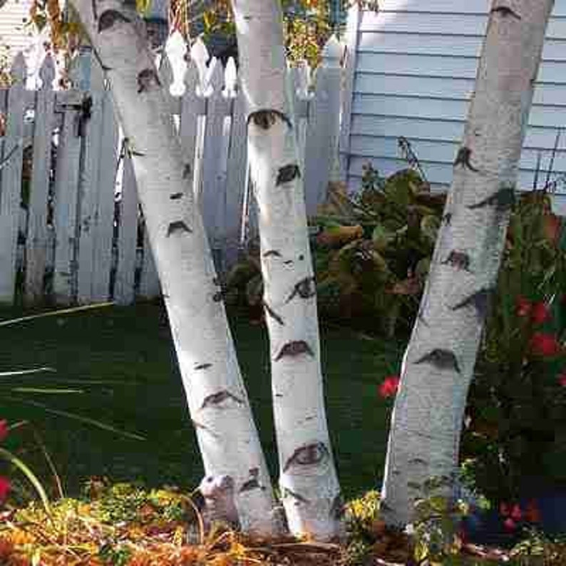 Paper White Birch Tree 3-Pack, 18-24" Betula papyrifera, Fast-Growing Landscape Trees, White Bark, Seasonal Foliage