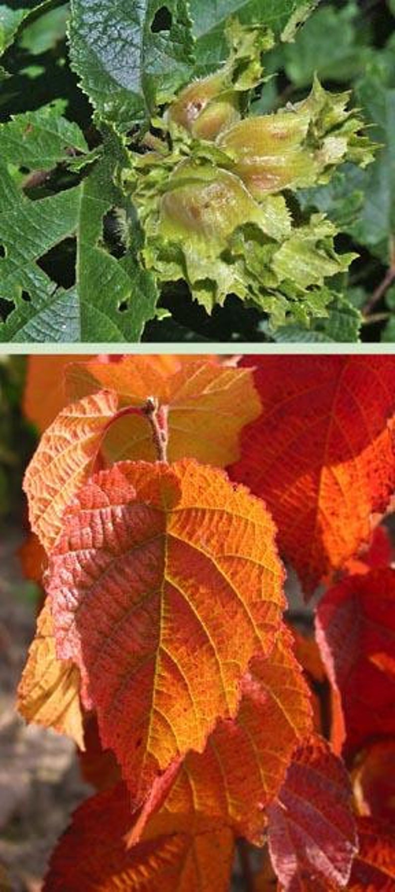 American Hazelnut Tree 2ft Bare Root Corylus americana Edible Nuts Wildlife Attractant