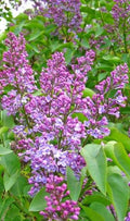 Old Fashioned Purple Lilac Bush, 2 Foot Bare Root Syringa vulgaris, Fragrant Purple Flowers, Hardy Garden Shrub