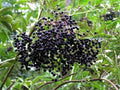 American Black Elderberry Bush 18-24 Inch Sambucus canadensis Self-Pollinating Fruit-Bearing Shrub