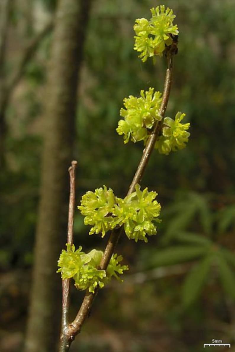 Spicebush Plants 4-Inch Containers Lindera Benzoin 2 Pack for Moist Soil & Partial Shade