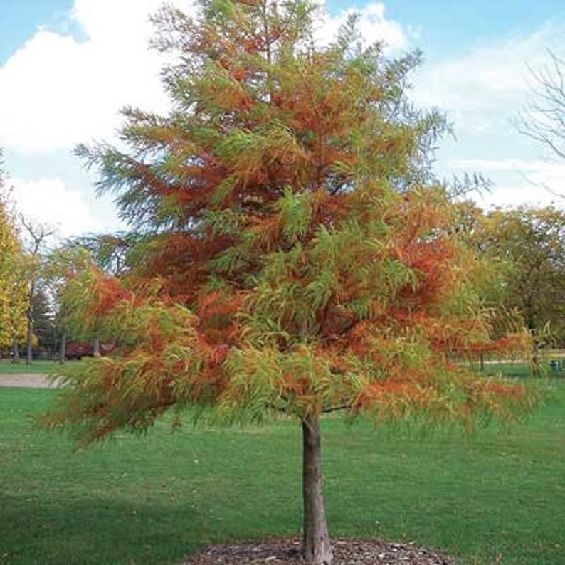 Bald Cypress Tree 2-3' Live Plant, Taxodium distichum, Deciduous Conifer, Wet/Dry Soil, Fall Foliage, Cypress Knees