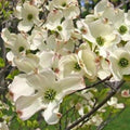 Flowering Dogwood Tree 3-4 Foot White Flowers Cornus florida Bare-Root Deciduous Landscape Tree