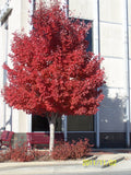 Red Maple Trees 4" Container Acer Rubrum with Vibrant Fall Color, Set of 2, Medium to Fast Growth