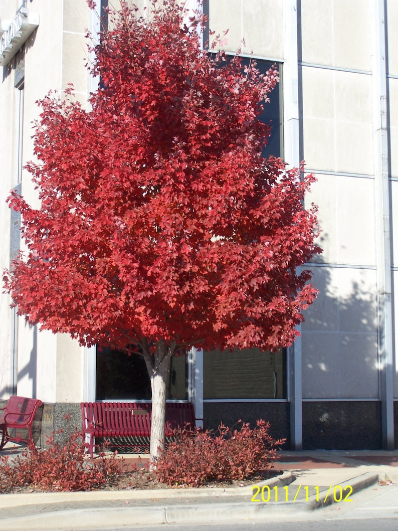Red Maple Trees 4" Container Acer Rubrum with Vibrant Fall Color, Set of 2, Medium to Fast Growth