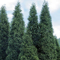 Green Giant Arborvitae Plants in 4" Pots | Thuja Green Giant Evergreen Screening Hedges