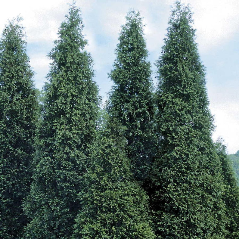 Green Giant Arborvitae Plants in 4" Pots | Thuja Green Giant Evergreen Screening Hedges