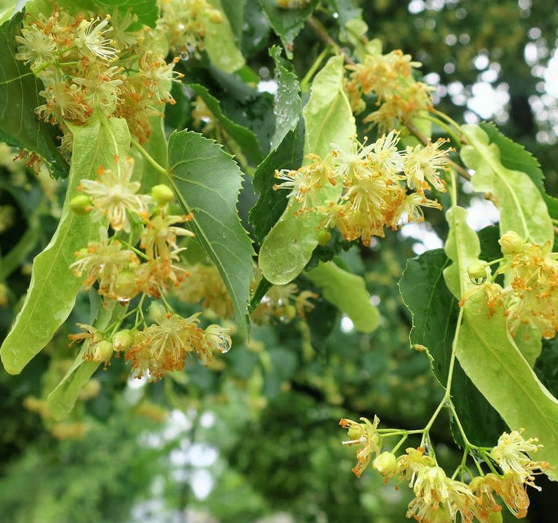 Little Leaf Linden Tree 18-24" Bare Root Tilia cordata Fragrant Yellow Flowers Hardy Shade Tree
