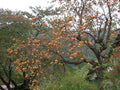 Persimmon Tree 4-Inch Container Diospyros Virginiana Fruit Bearing, Disease Resistant, Bright Orange Foliage