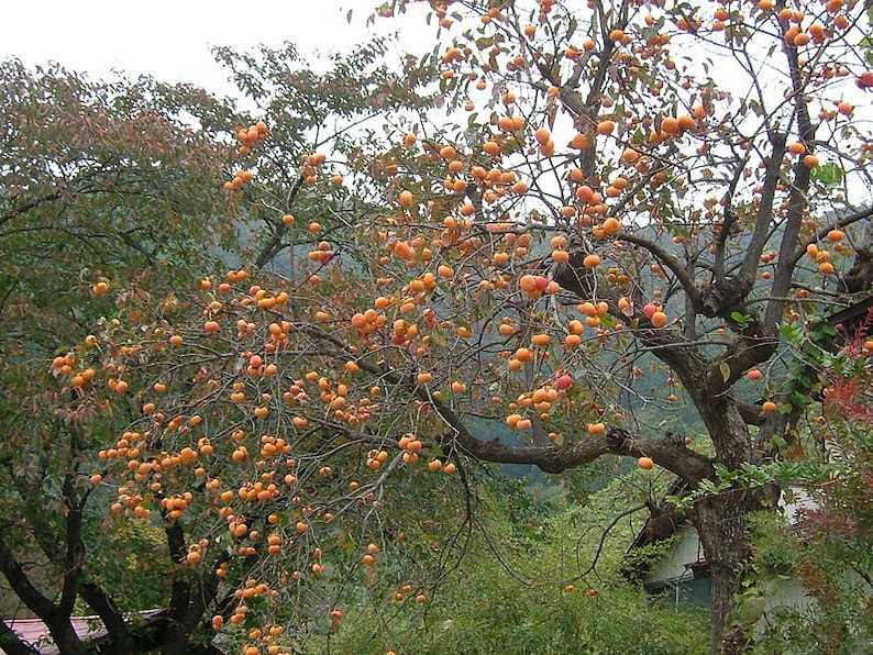Persimmon Tree 4-Inch Container Diospyros Virginiana Fruit Bearing, Disease Resistant, Bright Orange Foliage