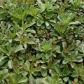 Czar's Gold Sedum Plant Plug Flat – Bright Groundcover, Hardy Perennial, Sun to Partial Shade, Sedum spurium
