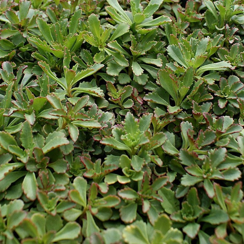 Czar's Gold Sedum Plant Plug Flat – Bright Groundcover, Hardy Perennial, Sun to Partial Shade, Sedum spurium