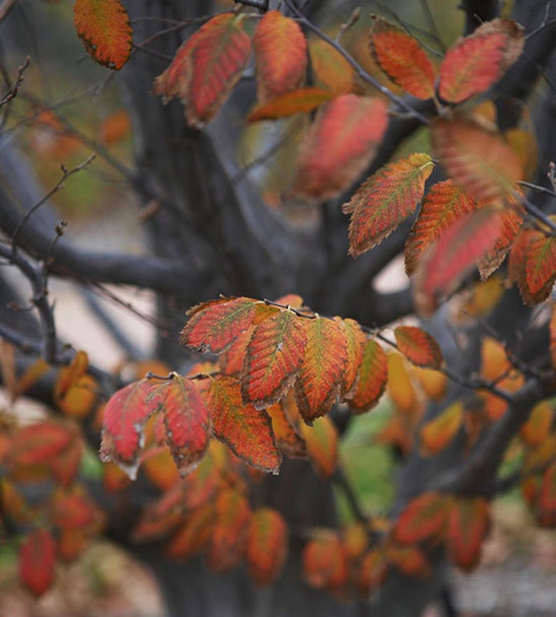 American Hornbeam Trees 2 Pack - Carpinus Caroliniana - Shady Landscape & Woodland Garden Trees