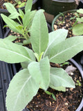 Organic White Sage Plant in 2.5-inch Pot | Salvia apiana Smudging Herb, Pesticide-Free, Indoor & Outdoor Gardening