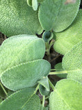 Organic Berggarten Sage Plant in 2.5-inch Pot | Salvia officinalis 'Berggarten' Live Herb for Cooking & Smudging