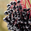 Elderberry Plant 4" Container Sambucus Canadensis Deciduous Shrub for Wildlife Attracting Birds