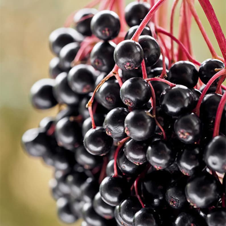 Elderberry Plant 4" Container Sambucus Canadensis Deciduous Shrub for Wildlife Attracting Birds