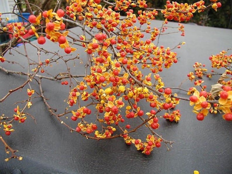 American Bittersweet Vine Pair – Climbing Plants 18-36" Celastrus scandens for Gardens, Wildlife, Ornamental Fences