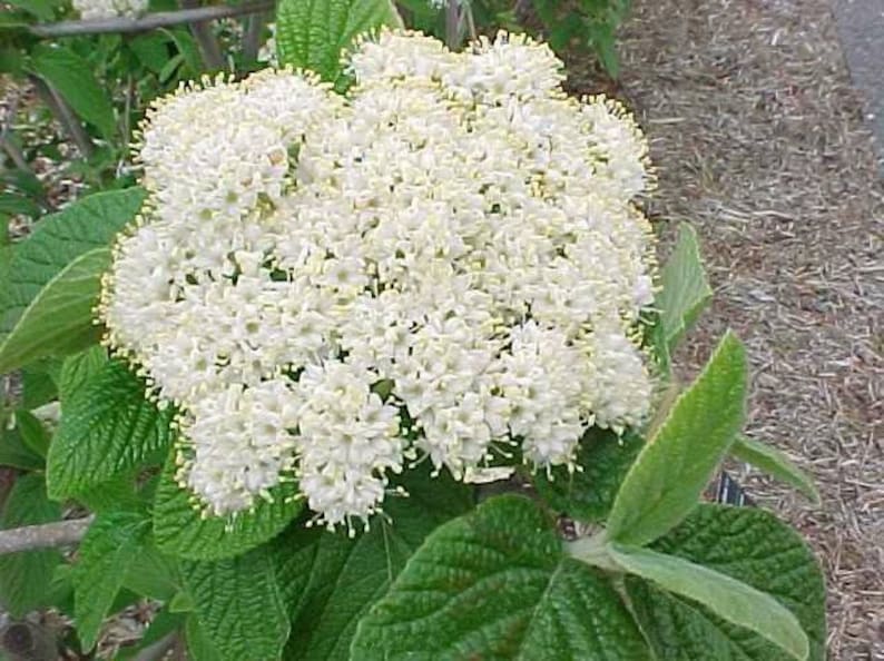 Alleghany Viburnum Plants 3-Inch Containers – Rhytidophylloides 'Alleghany' Shrubs for Garden, Hedge & Attracts Birds & Butterflies