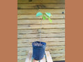 Pawpaw Trees - 18-24 Inch Bare Root Seedlings - Asimina triloba - Set of 5 for Wildlife & Fruit Production