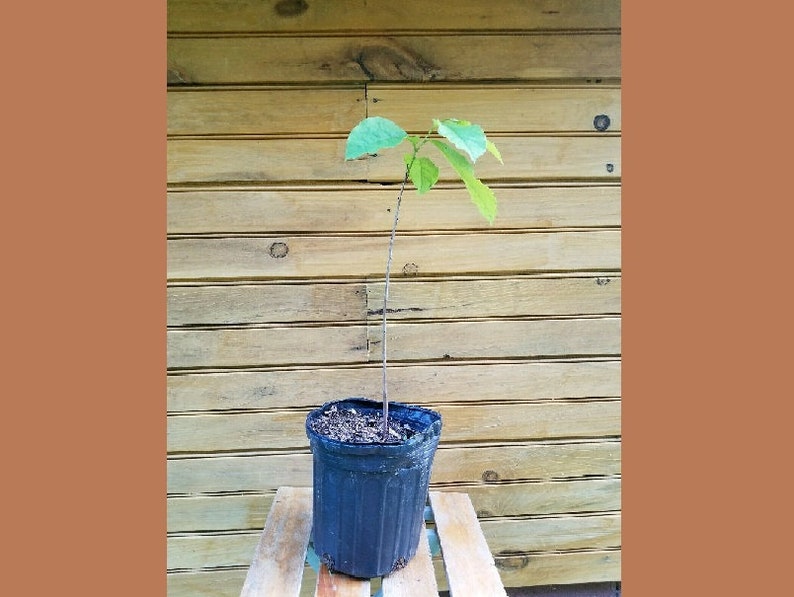 Pawpaw Trees 10 Pack - Live Seedlings for Fruit & Wildlife Habitat - Asimina triloba, 18-24 Inches
