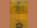 Pin Oak Trees Set of 5 - 6" to 12" Live Outdoor Quercus palustris Ornamental Shade Tree