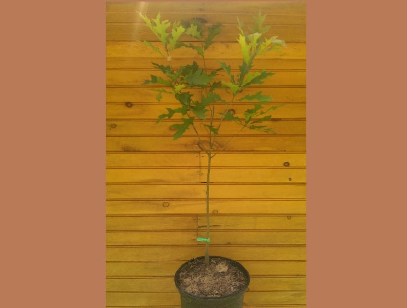 Pin Oak Trees Set of 5 - 6" to 12" Live Outdoor Quercus palustris Ornamental Shade Tree