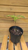 White Flowering Dogwood Trees - 5 Bare Root Seedlings - Cornus florida - Spring Delivery Outdoor Grown