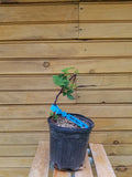 Triple Crown Blackberry Plants - 6" Live Thornless Berry Bushes - Rubus fruticosus - Outdoor-Grown, Self-Pollinating, Fruit Producing