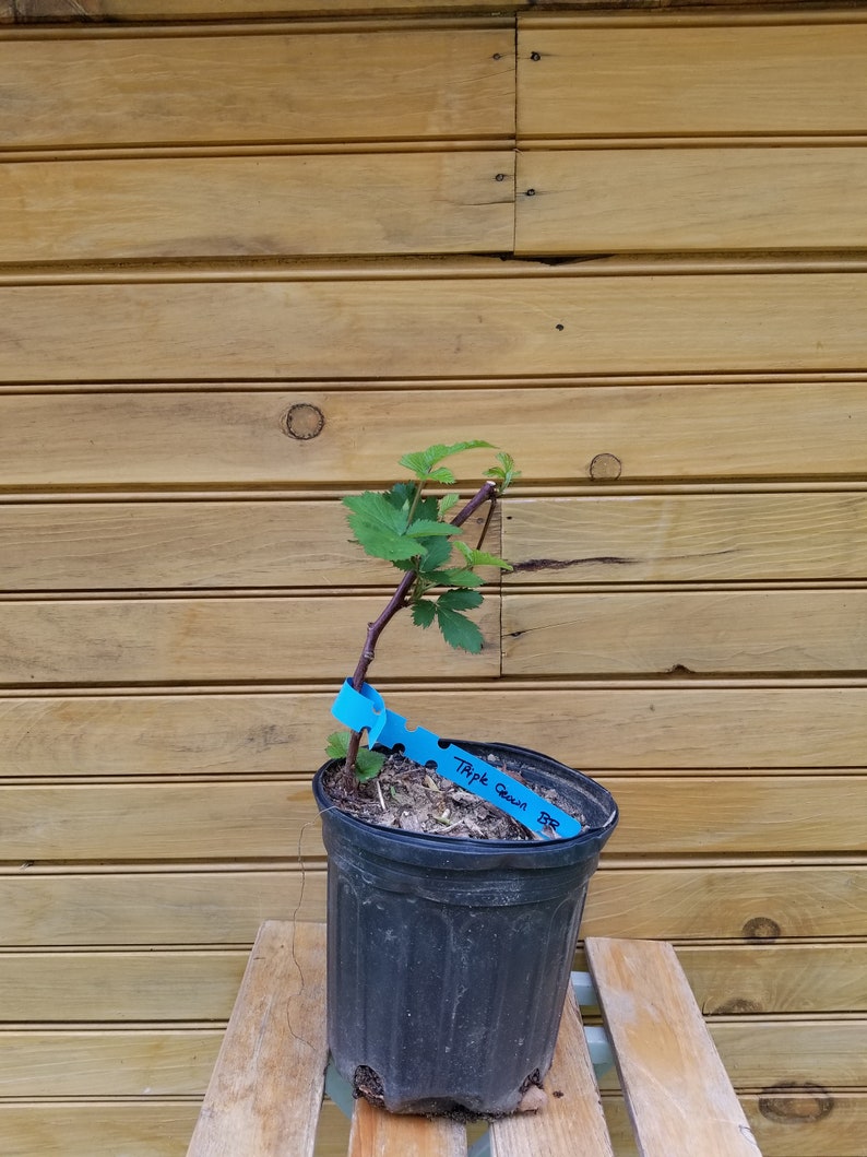 Triple Crown Blackberry Plants - 6" Live Thornless Berry Bushes - Rubus fruticosus - Outdoor-Grown, Self-Pollinating, Fruit Producing