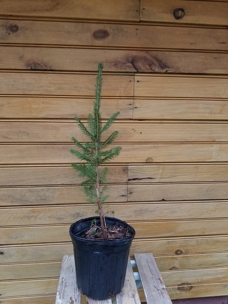 Norway Spruce Trees - 12-18 Inch Live Seedlings - Picea abies - Bare Root Evergreen for Wildlife & Ornamentals