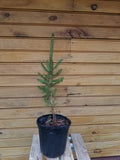 Norway Spruce Trees 12-18" Bare Root Seedlings – Picea abies for Wildlife Habitat & Ornamental Use (5 Pack)