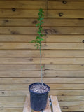 American Sweet Gum Trees - 18-24 Inches, Liquidambar styraciflua, 5 Live Ornamental & Wildlife Habitat Trees