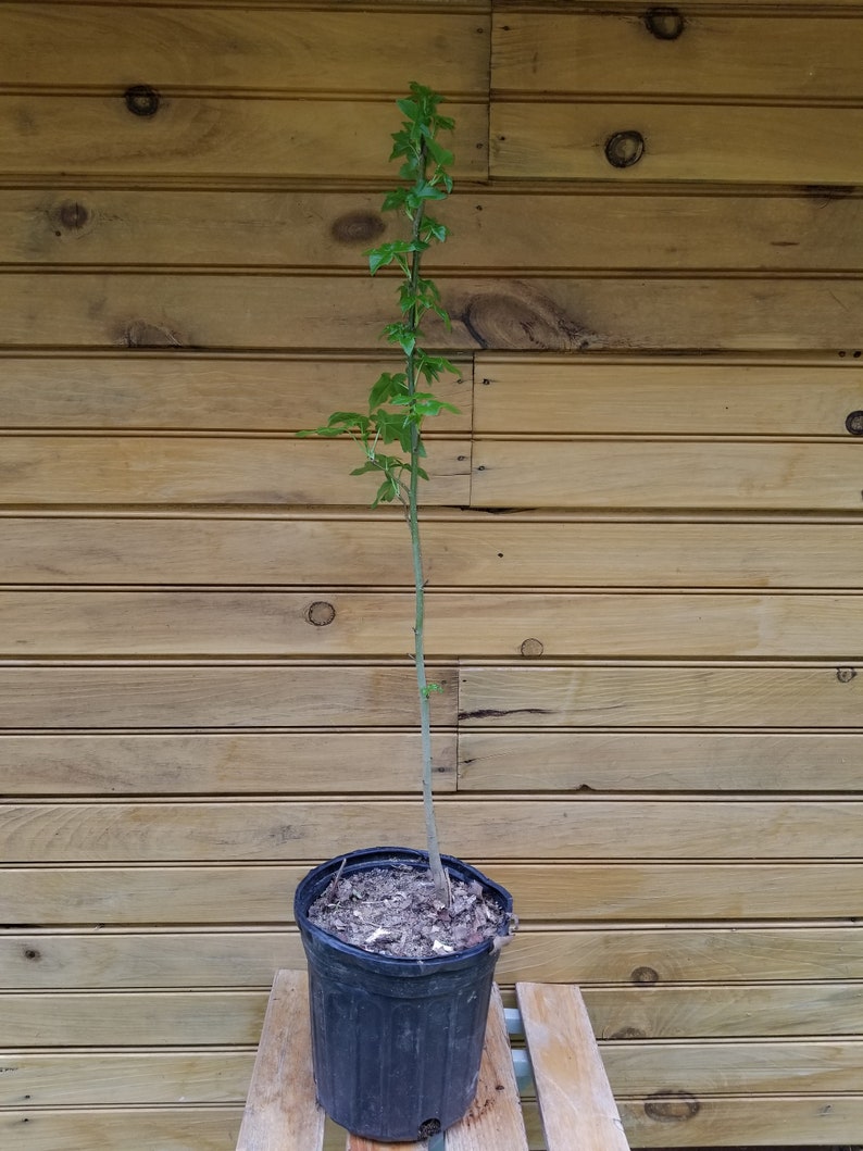American Sweet Gum Trees - 18-24 Inches, Liquidambar styraciflua, 5 Live Ornamental & Wildlife Habitat Trees