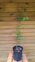 Live Washington Hawthorn Trees 6-12 Inches - Crataegus phaenopyrum Ornamental Wildlife Habitat Seedlings (5 Pack)