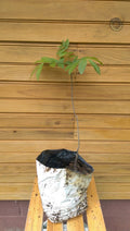 Pecan Tree Seedlings 6-12 Inches, Carya illinoinensis, 2 Live Outdoor Grown Trees for Nut Production & Landscaping