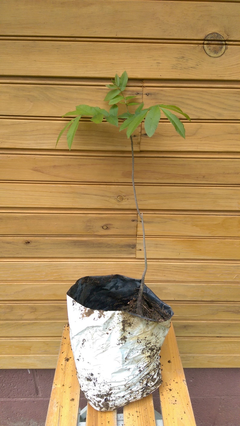 Pecan Tree Seedlings 6-12 Inches, Carya illinoinensis, 2 Live Outdoor Grown Trees for Nut Production & Landscaping