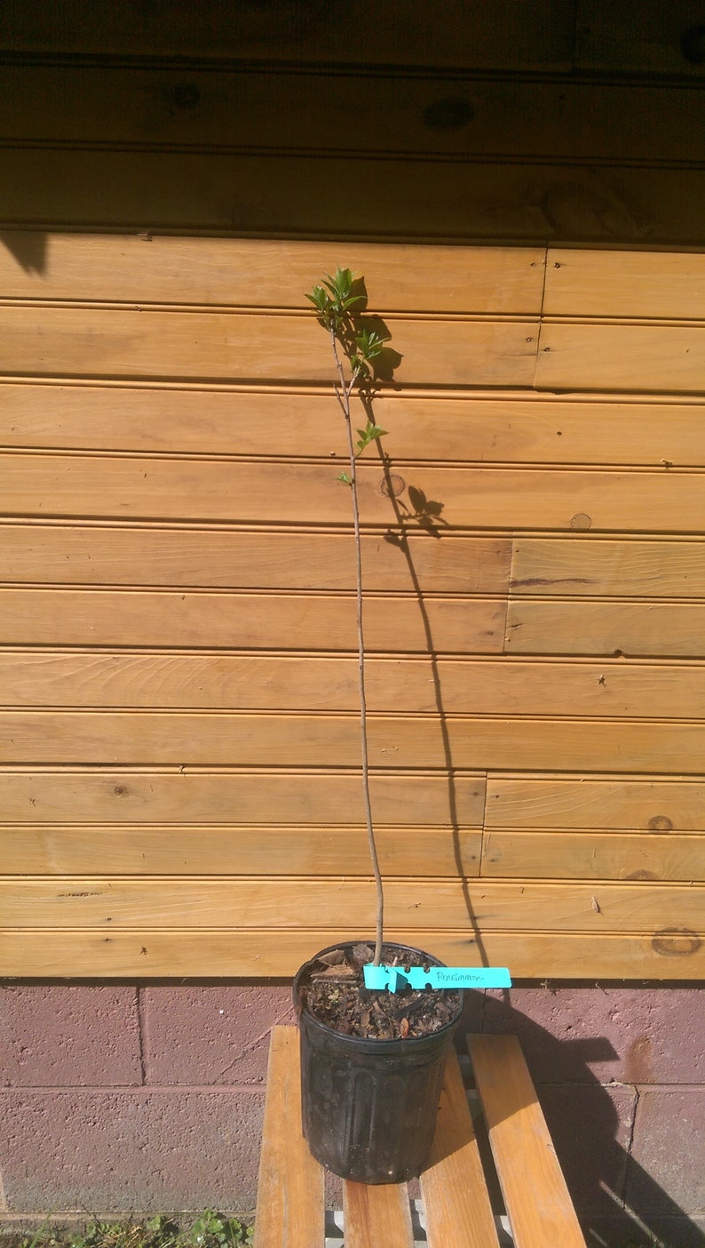 American Persimmon Trees 6-12 Inches, Diospyros virginiana, Live Seedlings for Wildlife Habitat & Ornamental Use, 5 Pack