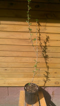 Pixwell Gooseberry Bushes - 12-18" Ribes hirtellum, Bare Root, Fruit & Ornamental, 2 Live Plants