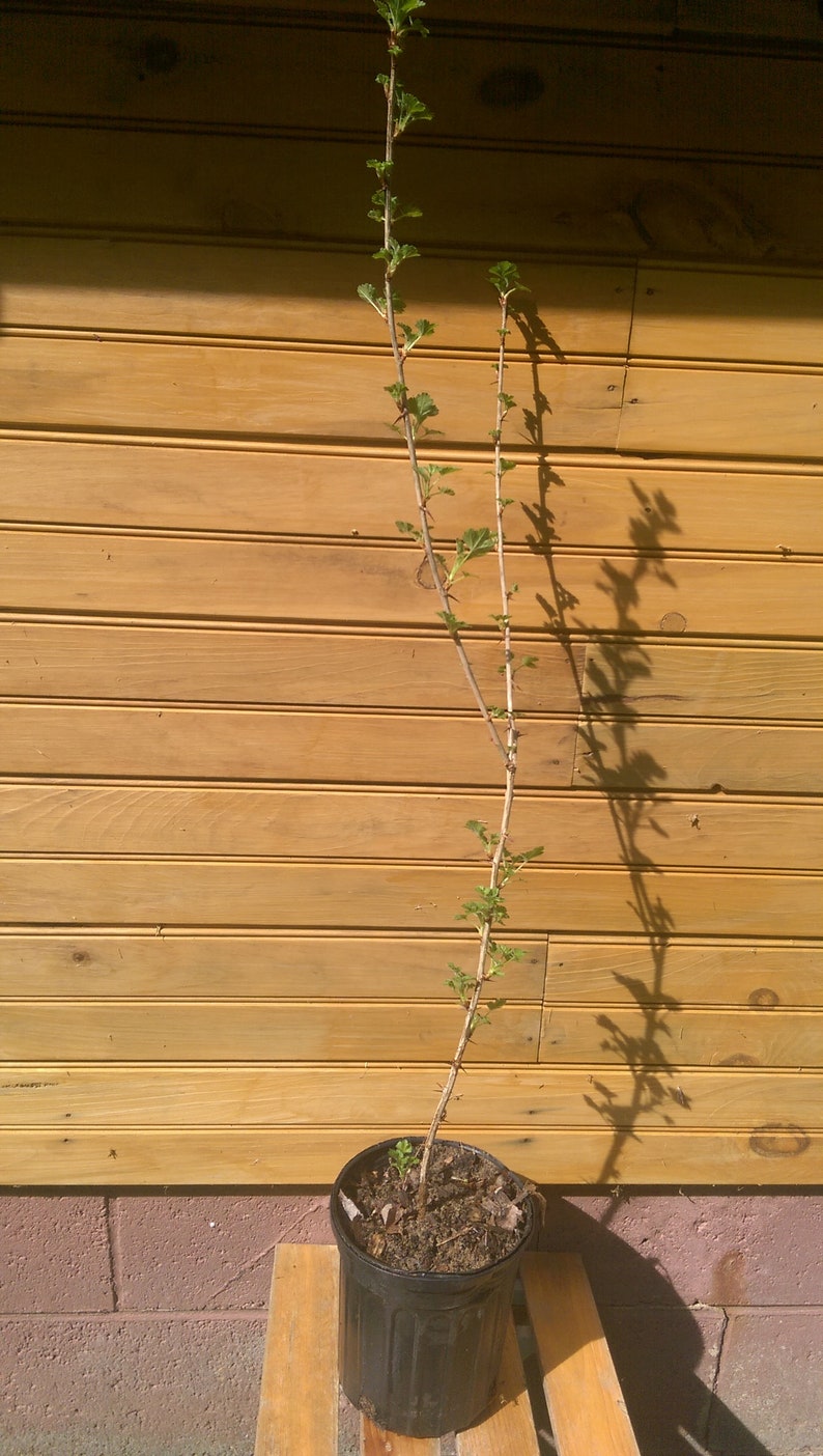 Pixwell Gooseberry Bushes - 12-18" Ribes hirtellum, Bare Root, Fruit & Ornamental, 2 Live Plants