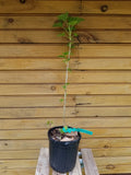 Consort Black Currant Plants - 5 Pack Ribes nigrum Dormant Fruit Bushes for Garden, Self-Pollinating, Black Currant Shrubs