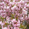 Flowering Almond Plant 6-Inch Pink Blooming Shrub Prunus glandulosa in 4-Inch Container for Full Sun/Partial Shade