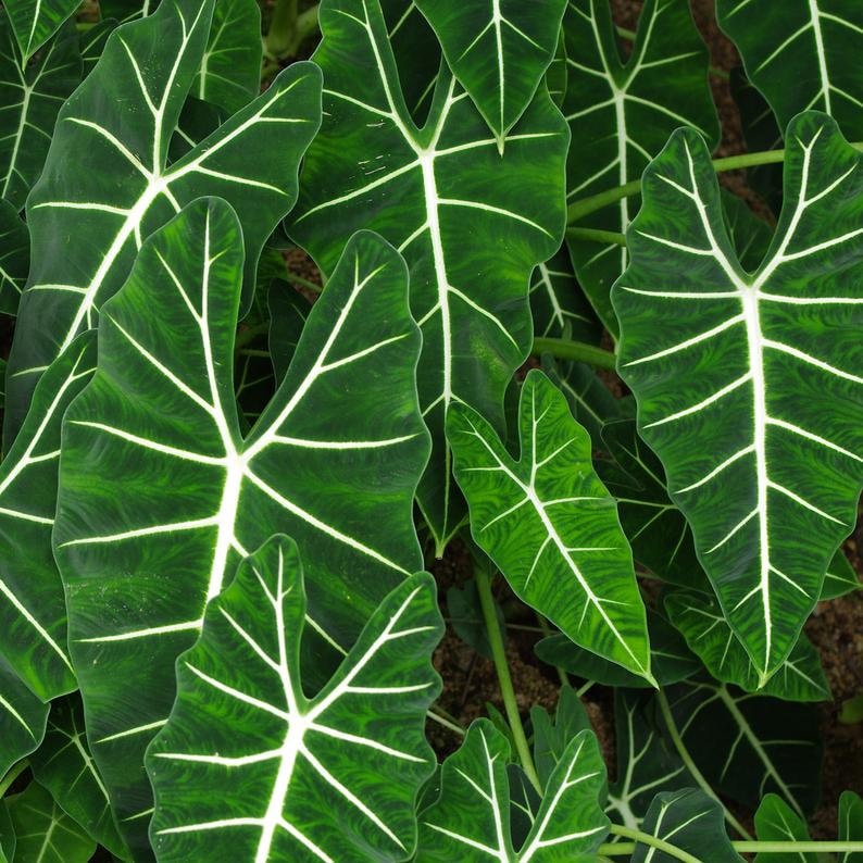 Alocasia Frydek Plant - 4" Pot - Velvet Dark Green Leaves with White Veins - Disease-Free Indoor/Office Plant