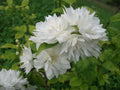 Mock Orange Quart Pot Plant - Minnesota Snowflake Philadelphus - Fragrant White Flowers, Hardy in Zones 4-8