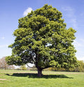 American Sycamore Quart Pot Plant - Platanus occidentalis, Native Tree for Gardens, Fast-Growing Shade Tree, USDA Zones 4-9