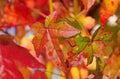 Sweet Gum Seedling Quart Pot - Liquidambar styraciflua Ornamental Tree for USDA Zones 5-9